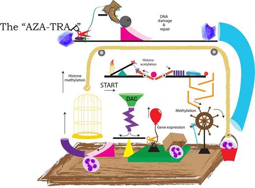 In this Rube Goldberg contraption, leukemic cells are entered at the “Start” arrow, treated with an azanuceloside analog, and emerge as normal neutrophils. Along the way, a variety of epigenetic targets and DNA damage and repair pathways are encountered. Klco et al illustrate that despite state-of-the-art genomic technology, the mechanisms accounting for the clinical activity of DNMT inhibitors in myeloid leukemias remain complex and unclear.