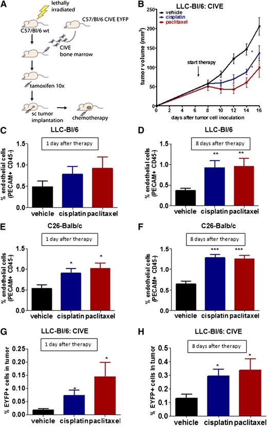 Figure 2. Chemotherapy-enhanced angiogenesis is associated with an influx of BMDCs. (A) A schematic overview of the mouse model is shown. sc, subcutaneous. (B) The graph shows the tumor growth of LLC cells in C57BL/6 mice either untreated or treated with cisplatin or with paclitaxel. (C-D) The graphs show the percentage of PECAM+/CD45− cells of the total cells in subcutaneous growing LLC cells in BL/6 mice transplanted with CIVE bone marrow, (C) 1 day or (D) 8 days after the start of treatment. (E-F) The graphs show the percentage of endothelial cells in subcutaneous growing C26 cells in BALB/c mice (E) 1 day or (F) 8 days after the start of treatment. (G-H) The graphs show the percentage of EYFP+ cells in LLC tumors in BL/6 mice transplanted with CIVE bone marrow (G) 1 or (H) 8 days after treatment. *P < .05; **P < .01; ***P < .001 compared with the vehicle control.