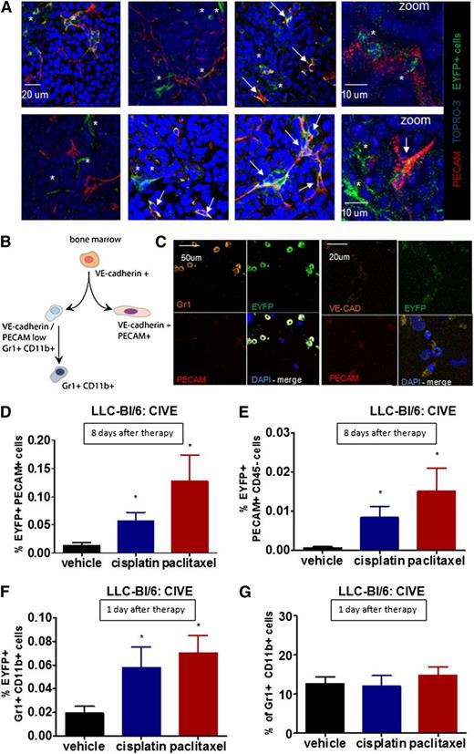 Figure 3. Influx of 2 subpopulations of VE-cadherin BMDCs. (A) Representative confocal pictures show EYFP+ cells in the LLC tumors (blue: TO-PRO, red: PECAM, green: EYFP). (B) Shown are adult bone marrow cells expressing VE-cadherin from 2 distinct populations: an endotheliallike population expressing PECAM and VE-cadherin and a monocytic population expressing Gr1 and CD11b. (C) Cytospins of FACS sorted BMD-EYFP+ cells stained for Gr1, PECAM, and VE-cadherin are shown. (D-E) The graphs show the percentage of (D) EYFP+/PECAM+ or (E) EYFP+/PECAM+/CD45− cells in subcutaneous growing LLC cells in BL/6 mice transplanted with CIVE bone marrow 8 days after the start of treatment. (F-G) The graphs show the percentage of (F) EYFP+/Gr1+/CD11b+ cells or (G) Gr1+/CD11b+ cells in subcutaneous growing LLC cells in BL/6 mice transplanted with CIVE bone morrow 1 day after the start of treatment. *P < .05 compared with the vehicle control. *, single green EYFP cells; arrowheads, double-positive cells (EYFP+/PECAM+). All images were obtained at 20× except for the zoom images; scale bar sizes are indicated.