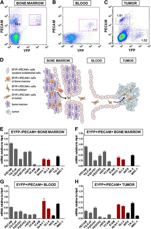 Figure 4. Notch is upregulated in VE-cadherin–expressing cells that egressed the bone marrow. (A-C) FACS sorting results are shown for 3 populations of cells from (A) the bone marrow, (B) the blood, and (C) the tumor of the CIVE mice after tamoxifen induction. (D) Shown is a schematic overview of the different stages of the EYFP+ cells. (E-H) From the bone marrow, a population of EYFP−/PECAM+ and a population of EYFP+/PECAM+ were sorted. From the blood, the EYFP+/PECAM+ population was sorted. RT-PCR was performed for levels of different proteins in the 4 populations: (E) BM EYFP−/PECAM+, (F) BM EYFP+/PECAM+, (G) blood EYFP+/PECAM+, and (H) tumor PECAM+/EYFP+, showing the endothelial markers (gray), Notch1/Dll4 (red), and the macrophage markers (black). eNOS, endothelial nitric oxide synthase; iNOS, inducible nitric oxide synthase; ICAM, intercellular adhesion molecule; mRNA, messenger RNA; VCAM, vascular cell adhesion molecule.