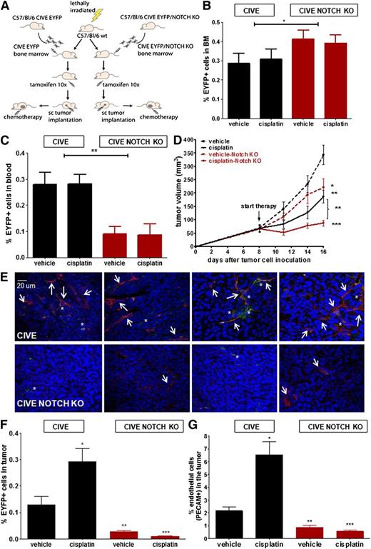 Figure 5. The influx of BMD-VE-cadherin/Notchhigh cells confers chemoresistance and enhanced angiogenesis. (A) Shown is a schematic overview of the transplantation model. Tumor growth occurred in LLC cells in C57BL/6 mice transplanted with either CIVE bone marrow or CIVE–Notch KO bone marrow; mice were either untreated or treated with cisplatin. (B-C) The graphs show a comparison of the EYFP+ cells in (B) the bone marrow (BM) and (C) the blood between the mice transplanted with CIVE or the CIVE–Notch KO bone marrow. (D) The graphs shows a comparison of the tumor growth of LLC cells in C57BL/6 mice transplanted with the CIVE bone marrow vs the CIVE–Notch KO bone marrow, either untreated or treated with cisplatin. (E) Representative confocal pictures show EYFP+ cells in the LLC tumors (blue: DAPI, red: PECAM, green: EYFP) in the mice with the CIVE–Notch KO bone marrow (upper panels) and the mice with the CIVE bone marrow (lower panels). (F) Shown is the contribution of EYFP+ cells to the LLC tumors in BL/6 mice transplanted with CIVE or CIVE–Notch KO bone marrow 8 days after start treatment. (G) The graph shows the percentage of endothelial cells (PECAM+ cells) of the total cells in subcutaneous growing LLC cells in BL/6 mice transplanted with CIVE or CIVE–Notch KO bone marrow 8 days after the start of treatment. *P < .05; **P < .01; ***P < .001 compared with the CIVE vehicle control. The scale bar applies to all images.