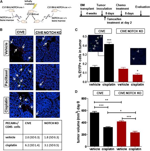 Figure 6. Late deletion of Notch, 2 days after tumor cell inoculation, renders the same effect. (A) The schematic overview shows the transplantation model and experimental procedure. (B) Representative confocal pictures show EYFP+ cells in the LLC tumors (red: PECAM, green: EYFP) in the mice with the Notch-Cre−/− bone marrow (left panel) and the mice with the Notch-Cre+/+ bone marrow (right panel) (both treated with the vehicle control, cisplatin, or paclitaxel). In the table (below), mean (standard deviation) PECAM+/CD45− cells per treatment group are shown. (C) The graph shows the contribution of EYFP+ cells to the LLC tumors in BL/6 mice, transplanted, respectively, with the Notch-Cre−/− or the Notch-Cre+/+ bone marrow, shown by FACS analysis and confocal microscopy. (D) The graph shows a comparison of the tumor growth of LLC cells in C57BL/6 mice transplanted with the CIVE bone marrow vs the CIVE–Notch KO bone marrow, either untreated or treated with cisplatin. *P < .05; **P < .01; ***P < .001. Panel B images were obtained with a 20× objective.