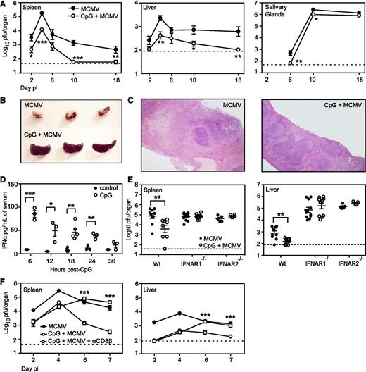 Figure 2. Improved control of MCMV infection and limited virus-induced pathology after CpG pretreatment are due to activities mediated by type I IFNs and improved CD8+ T-cell responses elicited in the absence of cross-presentation. (A) Viral titers were measured in the organs of BALB/c mice treated with CpG 15 to 18 hours prior to MCMV infection. The indicated organs were harvested at various times PI and viral titers determined by plaque assay. Data are pooled from 4 independent experiments (n = 5-14 mice per time point). Mean ± SEM are plotted. The dashed line represents the limit of detection of the assay. Mice were injected with saline or CpG 18 hours prior to infection with MCMV and (B) gross spleen morphology and (C) spleen histology examined at day 42 PI. For histology, spleens were stained with H&E and images were taken at ×4 magnification. (D) Serum IFN-α levels were measured by ELISA at the indicated times after CpG administration (n = 3-6 mice per group at each time point). (E) Viral titers were measured in the organs of BALB/c (Wt), BALB.IFNAR1−/−, and BALB.IFNAR2−/− mice pretreated with CpG 18 hours prior to MCMV infection. Viral titers in spleens and livers at day 4 PI are shown as mean ± SEM (where n = 5-11 mice per group), pooled from 3 independent experiments. The dashed horizontal line represents the limit of detection of the assay. (F) BALB/c mice were injected with saline or CpG 18 hours prior to MCMV infection. Mice were depleted of CD8+ T cells at days −2, 0, 2, and 6 with respect to MCMV infection, using an anti-CD8β antibody (53.5.8). Spleens and livers were harvested at the indicated time points and viral titers measured. Data are pooled from 2 independent experiments (where n = 5-10 mice per time point). P values were determined between CpG + MCMV and CpG + MCMV + anti-CD8β (*P < .05, **P < .01, ***P < .001). ELISA, enzyme-linked immunosorbent assay; H&E, hematoxylin and eosin; Wt, wild type.