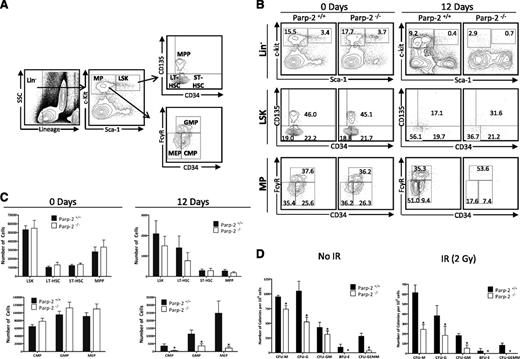Figure 2. Parp-2 deficiency impairs the survival of HSPCs after γ-irradiation. (A) Flow cytometry gating strategy used to analyze LSK (LT-HSC, ST-HSC, and MPP), and MP (CMP, GMP, and MEP) cells from mouse BM. (B) Representative dot-plots showing LSK (Lin– (CD11b–Gr1–B220–CD3–Ter119–) Sca-1+c-kit+), LT-HSC (Lin–Sca-1+c-kit+CD135–CD34–), ST-HSC (Lin–Sca-1+c-kit+CD135–CD34+), MPP (Lin–Sca-1+c-kit+CD135+CD34+), CMP (Lin–Sca-1–c-kit+CD34+FcγRlo), GMP (Lin–Sca-1–c-kit+CD34+FcγRhi), and MEP (Lin–Sca-1–c-kit+CD34–FcγRlo) population in Parp-2−/− mice and WT littermates, both in steady-state conditions and 12 days after TBI (5 Gy). Percentage of cells in the individual subpopulations with regard to each gate is indicated in each quadrant. Values represent the mean of at least 8 mice of each genotype. (C) Graph showing the absolute number of LSK, LT-HSC, ST-HSC, MPP, CMP, GMP, and MEP cells, determined using the gating strategies shown in (A). The number of cells in each population was calculated by multiplying the percentage of each population by the total number of BM cells. Values represent the mean ± SEM of at least 8 mice of each genotype. *Statistically significant difference (P < .05). (D) Colony-forming units in the BM of WT and Parp-2−/− mice. 4 × 104 BM cells from WT and Parp-2−/− mice, untreated (No IR) or after irradiation (IR) (2 Gy), were plated in duplicate in methylcellulose-containing media, and colonies were counted and distinguished by morphology on day 7. CFU-M, colony-forming unit-macrophage; CFU-G, colony-forming unit-granulocyte; CFU-GM, colony-forming unit-granulocyte macrophage; BFU-E, Burst-forming unit-erythroid; CFU-GEMM, colony-forming unit-granulocyte, erythroid, macrophage, megakaryocyte. Data are presented as number of colonies per 106 cells. Values represent mean ± SEM from 3 independent experiments including at least 3 mice of each genotype per experiment. *Statistically significant difference (P < .05).