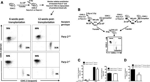 Figure 3. Parp-2 deficiency affects BM-repopulating capacity of HSCs after expansion stress. (A) Flow cytometric analysis of peripheral blood cells isolated from either Parp-2−/− (n = 5) or WT (n = 5) recipient mice (CD45.2+) at 6 and 12 weeks after TBI (5 Gy) and the injection of WT congenic CD45.1+ BM cells. Cells were stained with anti-CD45.1 and anti-CD45.2 mAb. Percentages of cells in the individual subpopulations are indicated in each quadrant. (B) Scheme detailing competitive BM reconstitution using total BM cells from irradiated (5 Gy or 2 Gy) (left) and nonirradiated (right) WT or Parp-2−/− donor mice expressing the CD45.2 leukocyte cell surface marker in fixed ratios with WT B6.SJL competitor BM cells expressing CD45.1 and transplanted into lethally irradiated (9 Gy) B6 x B6.SJL F1 (CD45.1/CD45.2) recipient mice. (C) Graph showing the percentage of donor-derived (CD45.2) cells in the peripheral blood of B6 × B6.SJL F1 (CD45.1/CD45.2) recipients at 12 weeks after transplantation. Values represent the mean ± SEM of at least 6 mice of each genotype. *Statistically significant difference (P < .05). (D) Results of secondary transplants in which each secondary recipient received 2 × 106 BM cells from a primary recipient 16 weeks after the primary transplantation. The graph shows the percentage of donor-derived CD45.2+ cells in the peripheral blood of B6 × B6.SJL F1 (CD45.1/CD45.2) recipients at 12 weeks after transplantation. Values represent the mean ± SEM of at least 6 mice of each group. *Statistically significant difference (P < .05).