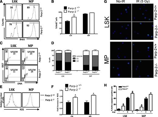 Figure 4. Effect of Parp-2 deficiency on HSPC proliferation and apoptosis. (A-B) In vivo proliferation of Parp-2+/+ and Parp-2−/− LSK and MP cells was determined by intraperitoneal injection of 6-week-old mice with BrdU (1 mg/6 g mouse weight) and provided BrdU in their drinking water for 3 days. BrdU incorporation was analyzed by flow cytometry. Representative histograms (A) from 2 independent experiments including Parp-2+/+ (n = 3 per experiment) and Parp-2−/− (n = 3 per experiment) mice are shown. Numbers indicate percent proliferating (BrdU+) cells. (B) Bars represent the mean ± SEM values of the percentage of BrdU+ cells obtained from 6 mice per genotype. (C) Effect of Parp-2 deficiency on quiescence of LSK and MP cells. Representative staining profiles for LSK and MP cells analyzed for Ki67 and DNA content. The percentage of cells in each quadrant represents the mean from at least 6 mice in each group. (D) Percentage of Parp-2+/+ and Parp-2−/− LSK and MP cells that are in G0, G1, and S-G2/M phases of cell cycle. Bars represent the mean ± SEM obtained from 6 mice per genotype. (E) Parp-2–deficient LSK and MP cells showed increase levels of ROS. Representative histograms showing LSK and MP cells loaded with the ROS detection reagent, 5-(and -6)-carboxy-2′,7′-difluorodihydrofluorescein diacetate (H2DFFDA). (F) The relative ROS level was calculated on the basis of the mean fluorescence intensity of the H2DFFDA and was presented as fold induction compared with the control group. Bars represent the mean ± SEM obtained from 5 mice per genotype. (G) Representative immunofluorescence images of active caspase-3 in LSK and MP cells derived from Parp-2+/+ and Parp-2−/− mice at basal and 2 hours after γ-irradiation (IR) (5 Gy). Green represents active caspase-3; blue represents DAPI. (H) Bars represent the percentage of cells positive for active caspase-3. Values represent the mean ± SEM obtained from at least 6 mice per genotype. *Statistically significant difference (P < .05).