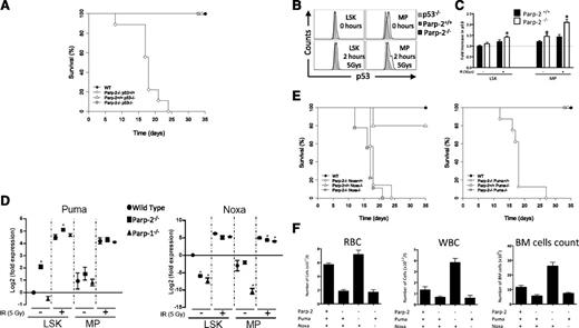 Figure 5. Effect of p53-mediated apoptotic pathways in the radiosensitivity of Parp-2 deficient mice. (A) Kaplan-Meier survival curves for 5-week-old WT (n = 12), Parp-2−/−p53+/+ (n = 13), Parp-2+/+p53−/− (n = 6), and Parp-2−/−p53−/− (n = 5) mice after a single dose of TBI (5 Gy). (B) Representative histograms show p53 protein levels in LSK and MP cells derived from Parp-2+/+ and Parp-2−/− mice at basal level and 2 hours after γ-irradiation (5 Gy). LSK and MP cells from p53−/− mice were included as controls. (C) The relative p53 protein levels were calculated on the basis of the mean fluorescence intensity and were presented as fold induction compared with WT cells. Bars represent the mean ± SEM obtained from 4 mice per genotype. (D) Quantitative RT-PCR analysis of Puma and Noxa mRNA expression levels in LSK and MP cells derived from WT, Parp-2−/−, and Parp-1−/− mice at basal level and 2 hours after γ-irradiation (5 Gy). Samples were normalized according to β-actin expression levels. Results are expressed as log2-fold expression compared with levels measured in untreated WT LSK cells. Values represent the mean ± SEM obtained from 3 independent experiments. *Statistically significant difference (P < .05). (E) Kaplan-Meier survival curves for 5-week-old WT (n = 12), Parp-2−/−Noxa+/+ (n = 13), Parp-2+/+Noxa−/− (n = 5), Parp-2−/−Noxa−/− (n = 9), Parp-2−/−Puma+/+ (n = 13), Parp-2+/+Puma−/− (n = 6), and Parp-2−/−Puma−/− (n = 9) mice after a single dose of TBI (5 Gy). Survival was monitored for 35 days. (F) Graph showing peripheral RBCs, WBCs, and total number of BM cells (2 femurs per mouse) in the different genotypes at day 12 post irradiation (5 Gy). Values represent the mean ± SEM of at least 6 mice of each genotype.