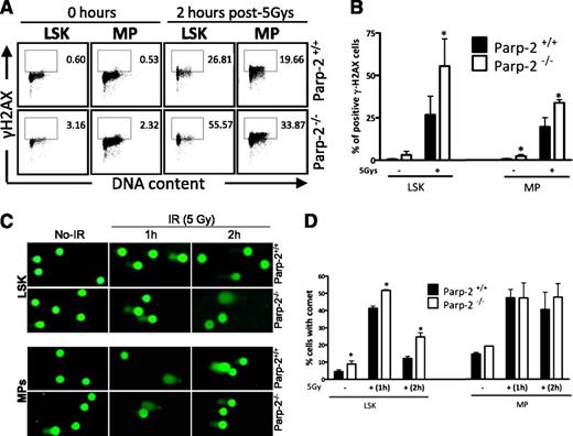 Figure 6. Accumulation of DNA damage in irradiated-Parp-2−/− HSPCs. (A) Representative staining profiles of γH2AX in LSK and MP cells derived from Parp-2+/+ and Parp-2−/− mice at basal level and 2 hours after γ-irradiation (5 Gy). (B) Graph showing the percentage of γH2AX-positive cells. Bars represent the mean ± SEM obtained from at least 5 mice per genotype. (C) Representative images showing DNA damage in LSK and MP cells derived from Parp-2+/+ and Parp-2−/− mice at different time points after irradiation (5 Gy), visualized by alkaline comet assay. (D) Graph showing the percentage of cells with comet. An average of 100 cells was scored for each time point from each mouse. Bars represent the mean ± SEM obtained from 3 mice per genotype from independent experiments.