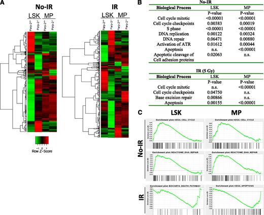 Figure 7. Gene expression profile analysis of Parp-2+/+ and Parp-2−/− LSK and MP cells. (A) Heat map representing the average normalized intensity values of all genes that are differentially expressed between WT and Parp-2−/− LSK and MP cells (n = 982 genes). Red indicates higher expression in Parp-2−/− compared with Parp-2+/+, whereas green indicates lower expression in Parp-2−/− compared with Parp-2+/+. (B) Selected differentially expressed biological processes between WT and Parp-2−/− LSK and MP cells. Canonical pathways gene sets were scored using the GSEA and P values were computed using 1000 permutations. n.s., not statistically significant. (C) Examples of GSEA plots obtained from expression microarray data. Within these plots, the green line represents the sliding enrichment score and the black bars demarcate the position of the gene set members within the ranked expression data.