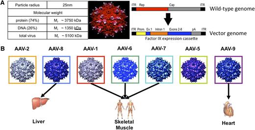 Figure 1. Structure and tropism of wild-type AAV and of recombinant AAV vectors. (A) Gene therapy vectors are complex therapeutics requiring proper assembly of both DNA and protein components to generate the final product. Wild-type AAVs are small nonenveloped viruses, 20 to 25 nm in diameter, with a single-stranded DNA genome of ∼4.7 kb encoding 2 sets of genes, the rep genes required for replication and virion assembly and the cap genes that encode the 3 proteins that assemble to form the 60-mer viral capsid (upper bar). AAV vectors are composed of an outer protein shell, an exact or close replica of the AAV viral capsid, carrying a therapeutic gene of interest under the control of an appropriate promoter (lower bar). The vector is 74% protein by molecular weight. Maximum packaging capacity is ∼5 kb DNA, a limitation of AAV as a gene delivery vehicle. (B) Dozens of different naturally occurring AAV capsids, as well as genetically engineered ones, have been isolated for study, from humans and from other species. The capsid sequences are highly conserved, from 60% to >99%, but studies with naturally occurring serotypes56 and purpose-engineered capsids57-59 have shown that even small differences in capsid sequence may affect tissue tropism of a vector and can be exploited to improve therapeutic outcomes. Figure 1A reprinted from Xie et al9 with permission. Copyright 2000 National Academy of Sciences, USA. Figure 1B reprinted from Arrunda and Xiao60 with permission. Copyright 2006 John Wiley and Sons.