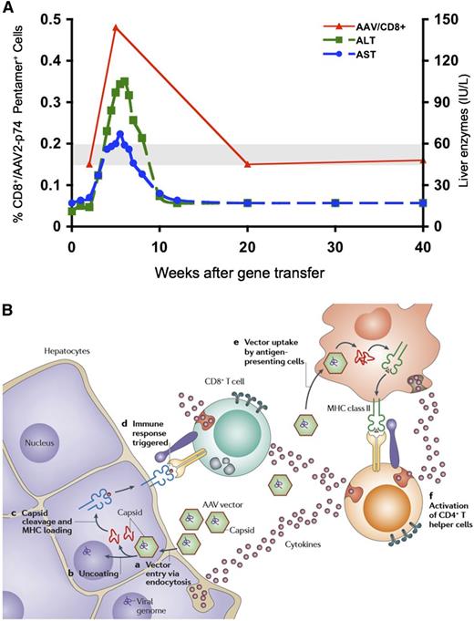 Figure 3. Expansion of a population of capsid-specific CD8+ T cells after vector infusion, and working model of capsid processing and presentation in hepatocyte. (A) Time course of serum transaminases and frequency of AAV2 capsid peptide–specific CD8+ T cells in PBMCs, in subject infused at 4 × 1011 vg/kg dose. (B) Working hypothesis of CD8+ T-cell–mediated destruction of AAV-transduced hepatocytes. On transduction, vector enters hepatocytes, and following escape from the endosome and uncoating, vector DNA directs synthesis of F.IX. Some capsid remains behind in the cytosol and undergoes proteasomal processing. Capsid-derived peptides are then transported to the endoplasmic reticulum and loaded onto MHC I molecules, making the transduced hepatocyte a target for circulating capsid-specific CD8+ T cells. Note that activation of CD8+ T cells and presentation of capsid-derived peptides must occur in a similar time course to result in a clinically detectable event. Figure 3A reprinted from Mingozzi et al,67 and Figure 3B reprinted from Mingozzi and High.10