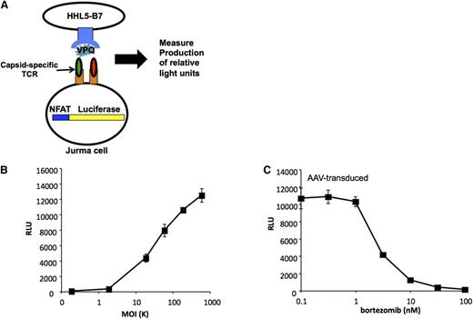 Figure 4. Capsid antigen presentation is dose-dependent, and can be blocked with a protosomal inhibitor. (A) Generation of a genetically modified T-cell line used as a sensitive detector of peptide-MHC complexes on the cell surface. The T-cell line is stably transfected with a luciferase gene under the control of a promoter containing the NFAT sequence. The cell also carries a TCR cloned from a human subject that recognizes a specific peptide from the AAV capsid complexed with HLA B*0702. Upon engagement of the TCR luciferase is produced. (B) Human hepatocyte cell line HHL5-B7 is transduced with AAV at progressively higher MOIs (x-axis). When the TCR recognizes its cognate peptide-MHC complex, luciferase expression increases (y-axis) in proportion to the number of peptide-MHC complexes engaged. (C) Treatment of cells with the proteasome inhibitor bortezomib reduces AAV capsid antigen presentation in a dose-dependent manner. MOI, multiplicity of infection; NFAT, nuclear factor of activated T cells; RLU, relative light units. Reprinted from Finn et al.91