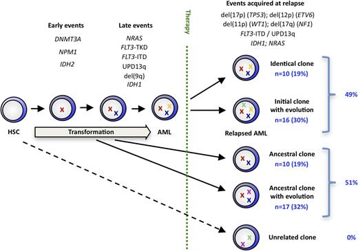Figure 5. A model of clonal evolution in NPM1mut AML based on the stability of each genetic marker evaluated in our study.