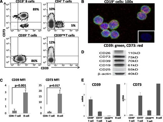 Figure 2. Expression of CD39 and CD73 proteins and mRNA in isolated human B cells. (A) Flow cytometry shows coexpression of CD39 and CD73 in the CD19+, CD4+, CD39+, and CD39neg subsets of human lymphocytes. Percentages of positive cells are indicated in relevant quadrants. (B) Confocal images of CD19+ B cells coexpressing CD39 and CD73. Magnification ×100. (C) The MFI values for surface expression of the 2 ectonucleotidases are higher in B cells than CD4+ T cells. Data are means ± standard deviation determined for all CD4+ T cells and CD19+ B cells. The cells were obtained from 5 normal donors. (D) Western blots of freshly isolated human CD19+ B cells. (E) RT-PCR results for CD39 and CD73 mRNA expression in the isolated subsets of human peripheral blood T cells and CD19+ B cells. B cells express significantly higher levels of mRNA specific for CD39 and CD73 as compared with various T-cell populations. The data are mean relative levels ± standard deviation from 3 independent experiments with cells of different donors.