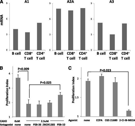 Figure 5. ADOR expression on B cells and signaling in the presence of ADOR agonists or antagonists. (A) RT-PCR results are shown for relative expression of A1R, A2AR, A2BR, and A3R. RT-PCR was performed as described in Methods and materials using the indicated subsets of T cells and B cells. No message for A2BR was detected in T or B lymphocytes. The data are from 1 representative experiment of 3 performed with cells of different normal donors. (B) Effects of ADOR antagonists or ADOR agonists (all used at 1 μM after initial titrations) on proliferation of B cells cultured in the presence of IL-4, CD40L, and CADO are shown. (C) Effects of ADOR agonists on proliferation of B cells cultured in the presence of IL-4 and CD40L. The viability of B cells incubated with agonists or antagonists was always >95%. Data in B and C are means ± SD from 3 independent experiments with cells of different normal donors.
