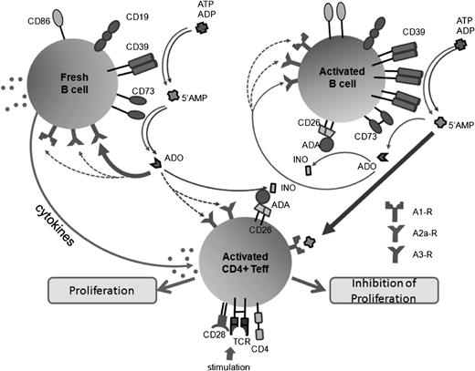 Figure 7. A schematic of signaling between a resting (freshly harvested) B cell or an activated (precultured with IL-4 and CD-40L) B cell and a T cell stimulated with anti-CD3/anti-CD28 Abs via the TCR. Note that ADO produced by resting B cells primarily exerts autocrine regulation, downmodulating B-cell functions via the A3R. Activated Teff cells rich in ADO deaminase hydrolyze ADO to inosine (INO) and thus avoid inhibition. In contrast, activated B cells enriched in ADO deaminase hydrolyze ADO to inosine and largely produce 5′-AMP, which binds to A1R on activated Teff and inhibits their functions.
