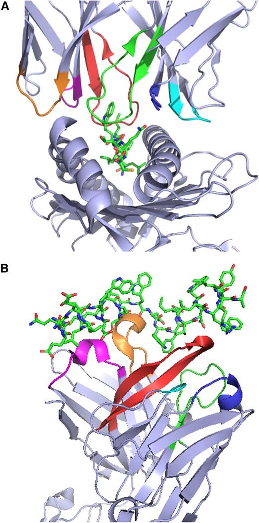 Figure 1. Crystal structures of T-cell receptors (TCRs) and B-cell receptors (BCRs) in complex with their cognate antigens illustrate the critical role of CDRs in antigen recognition. (A) Structure of the 1G4 TCR in complex with the NY-ESO-1157-165 peptide and HLA-A*02:01.1 The first, second, and third CDRs (CDR1, CDR2, and CDR3) of the 1G4 α chain are colored magenta, orange, and red, respectively, to enable easier visualization, and the corresponding regions of the 1G4 β chain are colored blue, cyan, and green. (B) Structure of the broadly neutralizing 10E8 anti-HIV gp41 antibody antigen-binding fragment in complex with a gp41-derived peptide.2 The CDR1, CDR2, and CDR3 of the 10E8 heavy chain and the corresponding regions of the 10E8 light chain are colored magenta, orange, red, blue, cyan, and green, respectively. The structures in (A) and (B) were rendered with PyMOL.3