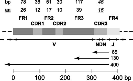 Figure 2. Generic structure of a locus encoding the variable region of a TCRβ or IGH chain after V-D-J rearrangement, illustrating the intervals that encode the 4 framework (FR1-FR4) and 3 complementarity-determining (CDR1-CDR3) regions, the portions contributed by the V, D, and J gene segments, and the “N” nucleotides inserted at the V-D and D-J junctions. The maximum length of FR1-FR3, CDR1, and CDR2, and the modal length of CDR3, in base pairs (bp) and amino acids (aa), are indicated by the numbers at the top of the figure. The left-pointing arrows below the block structure indicate the approximate fraction of the locus that would be sequenced with reads of the indicated length (65, 130, or ≥400 bp) initiated by sequencing primers annealing to the 5′ region of the J gene segment, typical of current deep-sequencing protocols. The scale bar at the bottom of the figure indicates the length of the generic locus in base pairs.