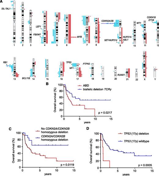 Figure 2. Prognostic value of copy number defects in adult T-ALL. (A) Human chromosomal ideograms showing the areas of genetic gain and loss identified by aCGH in adult T-ALL. Red bars represent areas of gain. Light blue bars represent areas of heterozygous copy number loss, and dark blue bars indicate homozygous deletions. (B-D) Kaplan-Meier survival curves in adult T-ALL patients (B) with or without the absence of bi-allelic deletion of the TCRG locus (ABD); (C) with or without homozygous CDKN2A/CDKN2B deletion; and (D) with or without heterozygous TP53 (17q) deletion, treated in the ECOG2993 clinical trial.