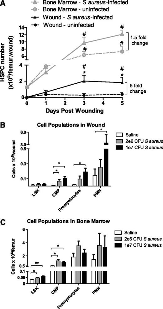 Figure 2. Numbers of HSPCs and their progeny in BM and cutaneous wounds infected with S aureus. (A) Full-thickness skin wounds (6 mm) were created on the backs of WT mice and were inoculated with 1 × 107 CFUs of S aureus (triangles) or saline vehicle control (circles). Lineage-negative, c-kit+ HSPCs in BM and skin wound digests were evaluated via flow cytometry on days 1, 3, and 5 after wounding. (# indicates significant difference compared with day 0, P < .05; *significant difference compared with saline, P < .05) (B-C) Populations of PMNs and their progenitors in skin wounds (B) and BM (C) of WT mice were measured via flow cytometry 3 days after wounding. LSK refers to lineage-negative, Sca-1+, c-kit+ cells, a population enriched for hematopoietic stem cells; CMPs, common myeloid progenitor cells; bands and PMNs, immature banded and mature segmented neutrophils. (**significant difference compared with saline, P < .01) Data represent 8 mice per group during 3 experiments and are expressed as mean ± SEM.