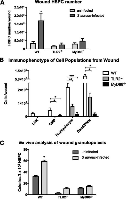 Figure 3. TLR2- or MyD88-deficient mice exhibit diminished granulocyte differentiation in S aureus–infected wounds. Wounds from WT mice, TLR2-deficient, and MyD88-deficient mice were collected 3 days after wounding (+/− S aureus inoculation). (A) Total lineage-negative/c-kit+ HSPCs isolated from wounds of WT mice and TLR2- or MyD88-deficient mice as evaluated by flow cytometry. (B) Lineage−/Sca-1+/c-kit+ cells (LSKs), CMPs, promyelocytes, and PMN/band neutrophils were enumerated from infected wounds by flow cytometry. (C) Wounds were collected on day 3 after wounding, and lineage-negative HSPCs were enriched from wound digest using magnetic beads. HSPCs were plated at equal density from all conditions. Ex vivo production of granulocyte-containing colonies from infected vs saline control wounds were counted. Panels A and B represent 5 to 8 mice per group during 2 experiments, and panel C represents 4 mice per group. All data expressed as mean ± SEM for each condition (*P < .05; **P < .01; ***P < .001).