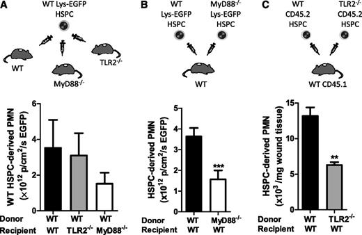 Figure 4. TLR2/MyD88 signaling is required in HSPCs but not in the wound environment for granulopoiesis in S aureus–infected wounds. In panels A and B, infected wounds were injected with HSPCs from transgenic WT or MyD88-deficient Lys-EGFP mice. Fluorescent signal from EGFP-PMNs in the wound was recorded 7 days after injection as a read-out for HSPC differentiation to PMNs. Fluorescence was measured as the total flux of EGFP in photons per centimeters squared per second. (A) BM HSPCs from WT Lys-EGFP mice were directly injected as depicted into S aureus–infected wounds of WT mice and TLR2- or MyD88-deficient mice. EGFP-PMN fluorescence in the wound is shown. (B) BM HSPCs from WT Lys-EGFP mice or MyD88−/−/Lys-EGFP mice were injected into S aureus–infected wounds of WT mice. EGFP-PMN fluorescence in the wound is shown. (C) TLR2-deficient Lys-EGFP mice were not available, so BM HSPCs were harvested from WT or TLR2-deficient mice (CD45.2) and were injected into the S aureus–inoculated wounds of CD45.1 congenic mice. Skin wounds were collected at day 7 after transfer, and the number of donor-derived CD45.2+ PMNs per milligrams of wound tissue was analyzed via flow cytometry. The number of HSPC-produced PMNs is shown as the number of donor-derived CD45.2+ PMNs per milligrams of wound tissue. Data represent 3 mice per group and are displayed as mean ± SEM (**P < .01; ***P < .001).