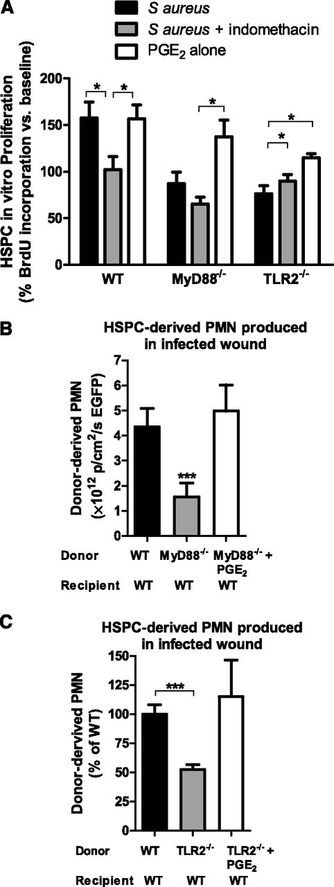 Figure 6. PGE2 restores proliferation and granulocyte differentiation in HSPCs lacking MyD88 or TLR2. (A) BM HSPCs were incubated for 48 hours in vitro with either heat-killed (HK) S aureus, indomethacin and HK S aureus, or PGE2. BrdU was added for the last 12 hours of incubation to quantify cell proliferation. Data represent 7 to 8 mice per group during 3 experiments and are expressed as a percentage of baseline BrdU incorporation. (B) BM HSPCs from Lys-EGFP WT mice or Lys-EGFPMyD88−/− mice were adoptively transferred into wounds of WT mice with S aureus infection. A third group of mice received HSPCs from Lys-EGFP/MyD88−/− mice that were preincubated with PGE2 before transfer. Total EGFP-PMN signal 7 days after transfer is plotted as a read-out for PMN production. Data represent 3 mice per group. (C) BM HSPCs from CD45.2+ C57BL/6 or TLR2-deficient mice were enriched and transferred to the infected wounds of congenic CD45.1+ mice. A third group received HSPCs from TLR2-deficient mice that were preincubated with PGE2. The number of donor-derived PMNs was determined via flow cytometry and was plotted relative to PMNs produced by donor WT HSPCs. Data represent 4 to 5 mice per group. All data shown as mean ± SEM (*P < .05; ***P < .001).
