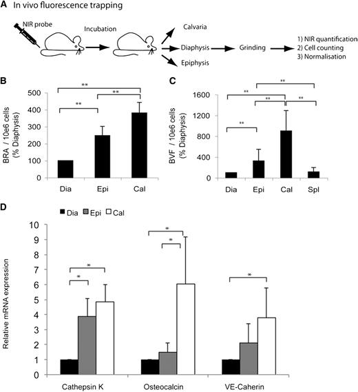 Figure 3. Quantification of putative stem cell niche markers in different steady-state BM compartments. (A) Diagram displaying the process of in vivo fluorescence trapping. For each sample, total fluorescence intensity and number of cells were measured ex vivo to calculate the fluorescence intensity per 106 cells. (B) Quantification of BRA using NIR-pamidronate in vivo fluorescence trapping. Average values from 4 animals ± SD are displayed (n = 2 experiments). (C) Quantification of BVF using NIR blood pool agent in vivo fluorescence trapping in identical conditions as previously, except a 10- to 15-minute incubation after in vivo administration. Data are average values from 6 animals (3 experiments) ± SD. *P < .05 or **P < .005. (D) Quantitative reverse-transcription–PCR quantification of osteoclast (cathepsin K), osteoblast (osteocalcin), and endothelial cell (VE-cadherin and VEGFR2) specific mRNAs. CT values used were the result of 2 different duplicates from 4 independent experiments.