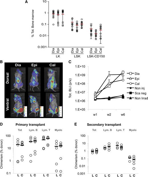 Figure 4. Qualitative and quantitative assessment of HSCs from different homeostatic BM compartments. (A) Percent of HSPC subpopulations from different BM compartments, ± SD, quantified by flow cytometry from wild-type animals (n = 14; C57Bl6 or β-actin-luciferase mice). (B) Noninvasive BLI tracking of 1250 LSK cells sorted from Dia, Epi, or Cal, 7 days postintravenous transplantation in sublethally irradiated NOD/SCID recipients. Signal localization is observed in BM compartments, such as the femur, tibia, vertebrae, and calvaria. (C) Noninvasive BLI quantification of hematopoietic reconstitution. Animals injected with 1250 LSK cells from the designated source (Dia, Epi, or Cal) were imaged after 1, 2, and 6 weeks postinjection. Data displayed are the average of BLI activity (photons per second) from 4 animals at week 1, 3 animals at week 2, and 2 animals at week 6, ± SD. No statistical difference was observed between these 3 groups. Negative controls included noninjected animals (Non Inj), sublethally irradiated NOD/SCID injected with lineage low Sca-1–negative sorted cells (Sca neg), or 1250 LSK from diaphysis injected in nonirradiated NOD/SCID recipients (Non irrad). (D) Chimerism of lethally irradiated CD45.2 primary recipients 13 weeks after being transplanted with 0.5 × 106 BM-leukocytes derived from the legs (L) or calvaria (C) of congenic (CD45.1) donors. Each circle represents the donor-derived chimerism level from each recipient (n = 5-6 per group) within the total leukocytes (CD45), B cells (B220), T cells (CD3), and myeloid cells (CD11b + CD11c). (E) Competitive secondary transplantation: percentage of chimerism of lethally irradiated CD45.2 recipients, 19 weeks after being transplanted with 10 × 106 unfractionated BM cells from the legs of primary recipients from (D) (n = 4-5 per group).