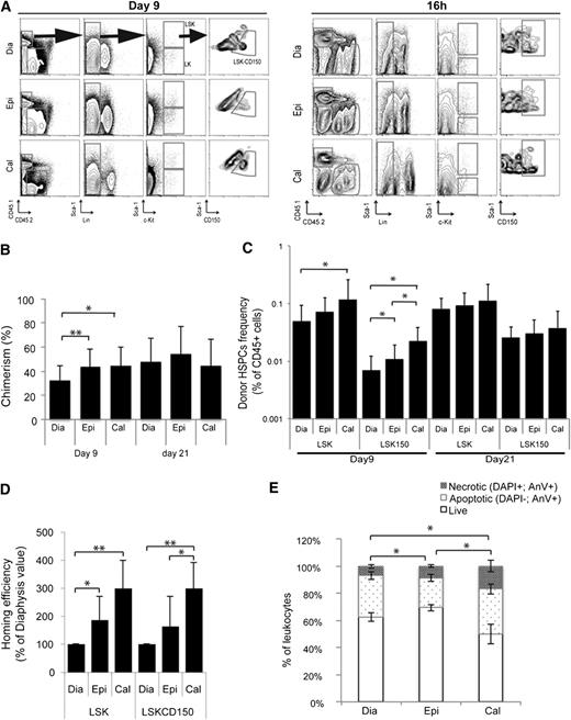 Figure 5. Macro-anatomical mapping of reconstituting stem cell niches. (A) Representative FACS plots showing the gating strategy used to analyze donor-derived chimerism 9 days (identical strategy used at day 21) posttransplantation (left). Gating strategy used to analyze HSPC homing efficiency at 16 hours (right panel). In order to ensure accuracy of the analysis at each time point, the precise positioning of the different gates was first performed on the recipient (CD45.2) HSPC subpopulations and then pasted on the donor cells (CD45.1). (B-C) Donor-derived chimerism 9 and 21 days postintravenous infusion of 2.3 × 105 to 10 × 105 lineage-depleted HSPCs (n = 10 and n = 8, respectively, 2 independent experiments). Total chimerism level (B) and frequency of donor-derived HSPCs as a frequency of total CD45+ BM cells (C). (D) Homing efficiency: 16 hours postintravenous infusion of 17 × 106 to 36 × 106 congenic CD45.1 BM-MNCs, diaphyses, epiphyses, and calvaria of the CD45.2 recipient were analyzed by flow cytometry (see A, right). The frequency of CD45.1+ LSK (LSK) and CD45.1+ LSKCD150 was calculated for 106 recipient (CD45.2+) cells and expressed as a percentage of the result obtained in the diaphysis in the same animal (n = 8, 2 independent experiments). (E) Analysis of cell viability 40 hours after lethal irradiation (time point where homing efficiency is being performed): BM cells were stained with 4′,6-diamidino-2-phenylindole (DAPI) and Annexin V in order to quantify the frequency of live (DAPI– Annexin V–), apoptotic (DAPI– Annexin V+), and necrotic (DAPI+ Annexin V+) cells (n = 4).
