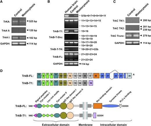Figure 6. Expression patterns of Trk receptors on human SMCs from patients with mastocytosis and healthy control participants. (A) FL TrkA and alternatively spliced trkA mRNA isoforms in human SMCs. (B) Expression of TrkB transcripts in human SMCs. Amplified exons of the TrkB receptor are depicted on the right side, and names of alternative TrkB isoforms are shown on the left. (C) Expression of tyrosine kinase domain (TK1: exons 13-14; TK2: exons 15-17) and truncated isoforms of TrkC in human SMCs. Representative PCR results of cDNAs from SMCs of patients with mastocytosis (MAST, n = 13: n = 5 for CM; n = 7 for ISM; and n = 1 for SM-AHNMD) and healthy individuals (CTR; n = 14) are shown. (D) Schematic drawing of TrkB-FL and TrkB-T1 mRNA and protein isoforms expressed on human SMCs. Exons are shown as boxes, and introns are shown as lines. C, cysteine-rich region; Leu rich, leucine-rich region; IG like, immunoglobulin-like domain; SHC, Shc-binding domain; and PLC-γ, PLC-γ–binding domain.