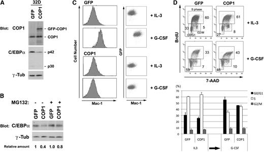 Figure 1. Ectopic expression of COP1 in 32D cells induces degradation of C/EBPα and blocks granulocytic differentiation in response to G-CSF. (A) 32D cells were infected with viruses containing GFP and GFP-COP1 and selected in the presence of puromycin. Lysates from GFP-positive cells were analyzed by western blotting using antibodies against COP1, C/EBPα, and γ-tubulin. (B) 32D transfectants (GFP and COP1) were incubated in the presence and absence of MG132 and analyzed by immunoblotting with antibodies to C/EBPα and γ-tubulin. The relative amounts of C/EBPα are presented as the ratio of C/EBPα and γ-tubulin, and calculated with the level of untreated 32D cells (GFP control) as 1.0. (C) 32D transfectants (GFP and COP1) prepared in A were cultured in IL3, transferred to G-CSF for 4 days, and analyzed for expression of Mac-1 by flow cytometer. To confirm the expression of GFP, results with the dot blot analysis are also shown. Results shown in A-C are representative of 2 independent experiments. (D) 32D transfectants (GFP and COP1) were cultured in IL3 and transferred to G-CSF for 4 days. BrdU incorporation and DNA content were analyzed by flow cytometer. Quantification of the data, average of 2 independent experiments, is also shown as means ± standard deviation (SD) at the bottom.