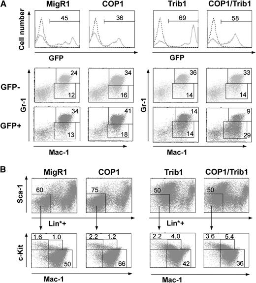 Figure 5. Distribution of myeloid progenitor populations of transplanted BM cells at the early stage. BM cells were isolated from mice preinjected with 5-FU 5 days before, and infected with retroviral vectors containing control GFP (MigR1), COP1, and Trib1. Six to 8 weeks after BMT, mice were killed, and BM cells were analyzed by fluorescence-activated cell sorter. (A) The level of GFP signals in BM cells is shown in the upper panels (the percentage of GFP-positive cells). GFP-negative (GFP−, middle panels) and -positive (GFP+, lower panels) BM cells were stained with anti-Mac1 and anti–Gr-1 antibodies. The percentages of immature (Mac-1+Gr-1lo) and differentiated (Mac-1+Gr-1hi) granulocytes are shown. (B) GFP-positive BM cells were stained with a lineage cocktail without anti–Mac-1 and anti–Gr-1 (Lin*, upper panels), and the Lin*negSca-1− population was stained with anti–c-Kit and anti–Mac-1 (lower panels). The percentages of fractions containing CMP/GMP/MEP (Lin*negSca-1−Mac1−c-Kit+), committed myeloid progenitors (Lin*negSca-1−Mac1+c-Kit+), and differentiated myeloid cells (Lin*negSca-1−Mac1+c-Kitlo/−) are shown. Results are representative of 4 independent experiments.