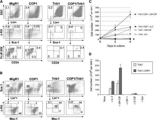 Figure 7. COP1 cooperates with Trib1 to increase committed myeloid progenitors. (A) CMP (Lin−c-Kit+Sca-1−FcRloCD34+), GMP (Lin−c-Kit+Sca-1−FcRhiCD34+), and MEP (Lin−c-Kit+Sca-1−FcRloCD34−) in GFP-positive BM cells shown in Figure 6E were analyzed. (B) Several months after BMT, the populations containing CMP/GMP/MEP (Lin*negSca-1−Mac1−c-Kit+), committed myeloid progenitors (Lin*negSca-1−Mac1+c-Kit+), and differentiated myeloid cells (Lin*negSca-1−Mac1+c-Kitlo/−) in GFP-positive BM cells were analyzed as in Figure 5B. (C) BM cells isolated from mice transplanted with Trib1 BM cells and Trib1+COP1 BM cells were cultured in medium containing mouse IL3 (2.5 ng/mL), mouse GM-CSF (5 ng/mL), human CSF-1 (2000 U/mL), human G-CSF (25 ng/mL), and human Epo (1 U/mL). Cells were enumerated on the second and fourth days. *BM cells cultured with no cytokines, CSF-1, G-CSF, and Epo. (D) Summary of the data for the fourth day in C. Results shown in A and B are representative of 5 independent experiments. Data presented in C and D are averages of 3 independent experiments shown as means ± SD.