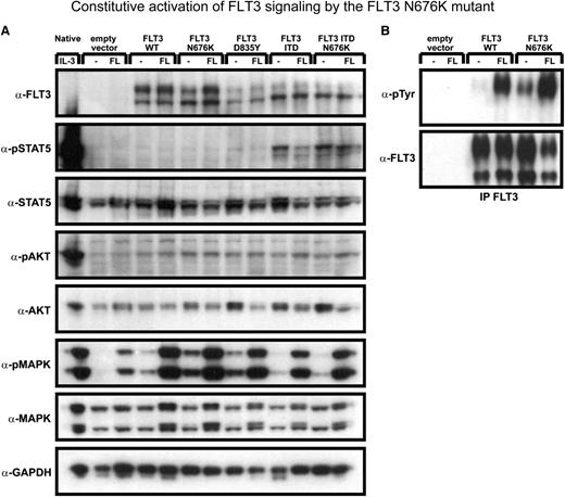 Figure 3. Constitutive activation of FLT3 signaling by the FLT3 N676K mutant. Ba/F3 cells expressing indicated constructs were starved for 24 hours in media containing 0.3% fetal calf serum. Cells were left untreated or were stimulated with 100 ng/mL FL for 10 minutes. Crude cell lysates were separated by sodium dodecyl sulfate polyacrylamide gel electrophoresis and analyzed by western blot for phosphorylation of signaling molecules. (A) STAT5, AKT, and MAPK activation was analyzed by using phospho-specific antibodies, and then stripped and reprobed with antibodies against total STAT5, AKT, and MAPK. Ba/F3 native cells were stimulated with 100 ng/mL IL-3 for 5 minutes; control and an antibody against GAPDH were used as loading control. (B) FLT3 receptor was immunoprecipitated with polyclonal FLT3 antibody, analyzed for tyrosine phosphorylation status by immunoblotting with a phospho-tyrosin antibody, stripped, and reprobed with FLT3 antibody.