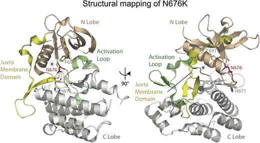 Figure 5. Structural mapping of N676K. Structure of the autoinhibited FLT3 kinase (Protein Data Bank accession number 1RJB) is shown as a ribbon model with highlighted secondary structure and color-coded domains. N676 forms hydrogen bonds to the backbone of H671, stabilizing a loop at the back of the substrate and inhibitor-binding pocket (asterisk). N676K will remove these hydrogen bonds, likely destabilizing the loop and the nearby substrate-binding pocket. This structural effect can explain resistance against TKIs, which target the nearby pocket. However, the mutation could also lift the autoinhibition of FLT3, providing a possible explanation for the observation that this mutation alone shows transforming potential.
