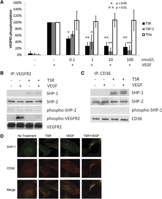 Figure 1. TSR induces SHP-1 association with CD36 and VEGFR2 in MVEC. (A) MVEC were cultured to confluence and then treated with TSP-1, recombinant TSR, or thioredoxin (Thio) control for 4 hours before exposure to 50 ng/mL VEGF for 5 minutes. VEGFR2 phosphorylation was analyzed by western blot with an antibody to VEGFR2 pTyr1175. Blots were reprobed with anti-VEGFR2 as a loading control. VEGFR2 phosphorylation levels are expressed as the ratio of phosphorylated VEGFR2 to total VEGFR2. (B-C) MVEC were treated with TSR (10 nmol/L) in low-serum medium for 4 hours before exposure to VEGF (50 ng/mL) for 15 minutes. Cell lysates were then immunoprecipitated with anti-VEGFR2 (B) or anti-CD36 (C), and coprecipitated proteins were detected by western blot analysis with antibodies to SHP-1, SHP-2, phospho-SHP-2, phospho-VEGFR2, VEGFR2, or CD36. Blots are representative of 3 experiments. (D) Immunofluorescence images of MVEC treated with 10 nmol/L TSR and/or 50 ng/mL VEGF and then probed with mouse monoclonal anti–SHP-1 and rabbit polyclonal anti-CD36, followed by Alexa Fluor 488–conjugated anti-mouse IgG and Alexa Fluor 594–conjugated anti-rabbit IgG. The top row shows Alexa Fluor 488 images, the middle row shows Alexa Fluor 594 images, and the bottom row shows the merged images.