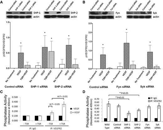 Figure 2. Inhibition of VEGF-induced VEGFR2 phosphorylation by TSR is mediated through SHP-1. MVEC transfected with control siRNA or siRNA directed against SHP-1 or SHP-2 (A) or against Fyn or Syk (B) were exposed to 10 nmol/L TSR in low-serum medium for 4 hours and then to 50 ng/mL VEGF for 5 minutes. Phosphorylated VEGFR2 in these samples were analyzed by western blot with pTyr1175 antibody. Blots were reprobed for VEGFR2 and phosphorylation levels expressed as a ratio of phosphorylated to total VEGFR2 (n = 3). The images above the bar graphs are representative western blots showing the efficiency of protein knock-down 48 hours after transfection. Anti-VEGFR2 or anti-IgG control immunoprecipitates of MVEC (C) or MVEC silenced with respective siRNA (D) were incubated with the phosphatase substrate pNPP for 1 hour at room temperature, and phosphatase activity was detected by absorbance at 405 nm.