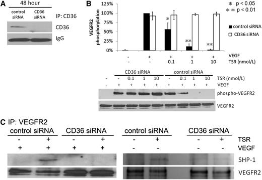 Figure 3. CD36 is required for TSR-induced SHP-1 association with VEGFR2 and VEGFR2 dephosphorylation in MVEC. (A) MVEC were transfected with CD36 or control siRNA for 6 hours and then cultured for 48 hours before analysis of CD36 expression by immunoprecipitation and western blot. (B) MVEC transfected as in (A) were treated with 10 nmol/L TSR in low-serum medium for 4 hours and then exposed to 50 ng/mL VEGF for 5 minutes. VEGFR2 phosphorylation was analyzed by western blot with an antibody to pTyr1175. Blots were reprobed with an antibody to VEGFR2. The level of phosphorylation was shown as the ratio of phosphorylated to total VEGFR2 (B). (C) MVEC transfected as in (B) were treated with 10 nmol/L TSR in low-serum medium for 4 hours and then either exposed (left) or not exposed (right) to 50 ng/mL VEGF for 15 minutes. VEGFR2 was then immunoprecipitated and the precipitates were analyzed by western blot with anti–SHP-1 antibody. Blots were reprobed with an antibody to VEGFR2. Blots are representative of 3 experiments.