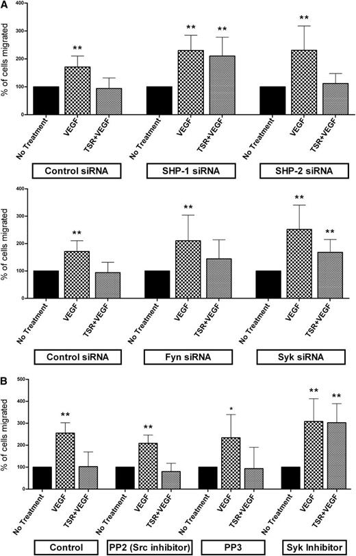 Figure 4. SHP-1 is required for TSR-mediated inhibition of VEGF-induced MVEC migration. (A) MVEC transfected with specific siRNA as in Figure 2 were allowed to migrate toward VEGF for 15 hours through an 8.0-μm membrane in a Transwell insert in the presence or absence of 10 nmol/L TSR. Within each group, siRNA transfected MVEC not exposed to VEGF or TSR served as controls. The number of migrated cells was counted and the result expressed as percent of cells migrated compared with control (n = 8). (B) Migration assays as in panel A were performed with MVEC treated with Src inhibitor (PP2) or Syk inhibitor (Piceatannol) (n = 6). PP3 served as a negative control for PP2.