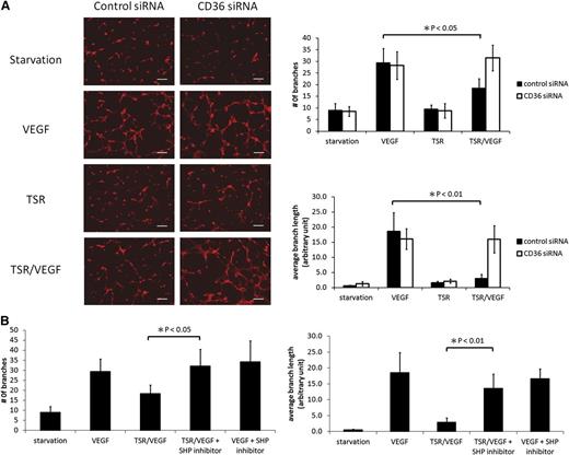 Figure 5. CD36 and SHP-1 are required for TSR inhibition of MVEC tubelike structure formation. (A) MVEC were transfected with CD36 or control siRNA as in Figure 3 and then treated with 10 nmol/L TSR in low-serum medium for 4 hours before being transferred onto Matrigel-coated tissue culture wells. Cells were then exposed to 50 ng/mL VEGF for 6 hours, fixed with 4% paraformaldehyde, and then stained with 30 nmol/L fluorescence-labeled Phalloidin for 1 hour. Images from 4 randomly chosen areas were obtained with a fluorescence microscope, and the number of branches and average branch length of tubelike structures were quantified using NIH ImageJ software. The scale bar represents 200 μm. (B) MVEC were transfected with control siRNA and treated with TSR as in panel A. Cells were then exposed to 50 ng/mL VEGF for 6 hours in the presence of 100 μmol/L SHP inhibitor NSC-87877 or vehicle control. The number of branches and the average branch length of tubelike structures were analyzed as in panel A.