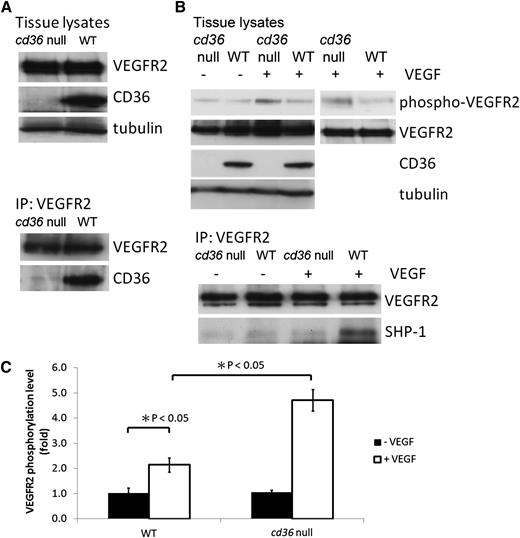 Figure 6. Genetic deletion of cd36 increases VEGFR2 phosphorylation and decreases SHP-1 association with VEGFR2 after in vivo infusion of VEGF. (A) Lysates of lung tissue removed from cd36 null or wild-type mice were analyzed by western blot with anti-VEGFR2, anti-CD36, or antitubulin (top) or by immunoprecipitation with anti-VEGFR2 followed by western blot (bottom). (B) Lung tissue from wild-type or cd36 null mice was harvested 5 minutes after injection of 1 μg VEGF via the jugular vein. The top panel shows VEGFR2 Tyr1175 phosphorylation detected by western blot analysis of tissue lysates. Blots were reprobed with antibodies to total VEGFR2, CD36, and tubulin. The bottom panel shows western blot analysis of anti-VEGFR2 immunoprecipitates of the tissue lysates probed with antibodies to SHP-1 and VEGFR2. Blots are representative of 3 experiments. (C) VEGFR2 phosphorylation levels in panel B were expressed as the ratio of phosphorylated VEGFR2 to total VEGFR2.