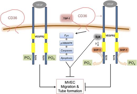 Figure 7. Model depicting CD36-dependent antiangiogenic pathways. VEGFR2 forms a complex with CD36. When CD36 is not engaged by its ligand, TSP-1, VEGF binding to VEGFR2 induces VEGFR2 phosphorylation at Tyr1175 and promotes MVEC migration and tube formation. Engagement of CD36 by TSP-1 leads to inhibition of migration and tube formation by 2 independent processes. Recruitment of SHP-1 to the VEGFR2-CD36 complex leads to dephosphorylation of VEGFR2 (Tyr1175), thus dampening VEGF signaling, and activation of Fyn leads to apoptosis via activation of MAP kinases and caspases. Syk may participate in these pathways, although the mechanisms remain undefined.