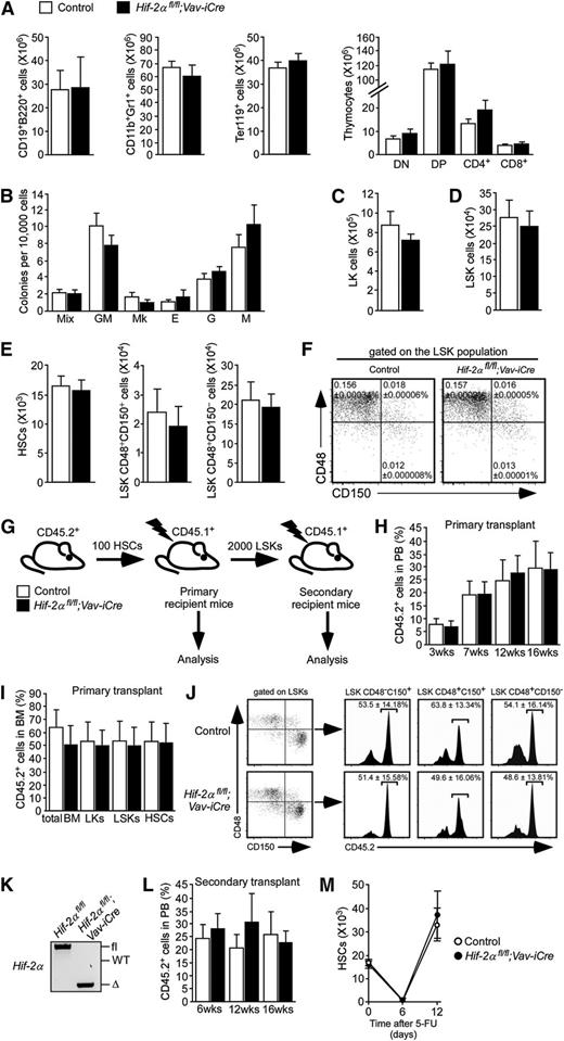 Figure 1. Conditional deletion of Hif-2α specifically within the hematopoietic system has no major impact on steady-state HSC maintenance and posttransplantation self-renewal. (A) Total numbers (per 2 femurs and 2 tibias) of BM B-lymphoid (CD19+B220+), myeloid (CD11b+Gr1+), and erythroid (Ter119+) cells and thymocytes from Hif-2αfl/fl;Vav-iCre mice (n = 4) and control mice (Vav-iCre–negative; n = 6). Data are mean ± standard error of the mean (SEM). Analyses shown in panels A-F were performed on sex-matched 9- to 12-week-old mice. (B) Colony-forming cell (CFC) assay using M3434 media (StemCell Technologies) was performed on total BM cells from Hif-2αfl/fl;Vav-iCre mice and control mice. Colony-forming units (CFUs) of granulocytes, erythroid cells, macrophages, and megakaryocytes (Mix); granulocytic-macrophagic CFU (GM); megakaryocytic CFU (Mk); erythroid burst-forming units (E); granulocytic CFU (G); and macrophagic CFU (M) colonies were counted and scored 10 days after initial plating (mean ± SEM; n = 6 mice per group). This CFC assay was repeated in an additional 2 independent experiments. (C-D) Total numbers of LK and LSK cells in the BM of Hif-2αfl/fl;Vav-iCre mice (n = 4) and control mice (n = 5). Data are mean ± SEM. (E) Total numbers of HSCs and primitive progenitor cell populations from Hif-2αfl/fl;Vav-iCre mice (n = 4) and control mice (n = 5). Data are mean ± SEM. (F) Representative dot plots indicating frequencies of HSCs (LSKCD48−CD150+ cells) and primitive progenitors (LSKCD48+CD150+ and LSKCD48+CD150− cells) from Hif-2αfl/fl;Vav-iCre mice (n = 4) and control mice (n = 5). Values are means ± SEM. (G) Experimental design of serial transplantation experiments. Lethally irradiated B6.SJL primary recipient mice were transplanted with 100 CD45.2+ HSCs from Hif-2αfl/fl;Vav-iCre mice or control mice together with 200 000 cells from WT CD45.1+ unfractionated BM. LSK cells from primary recipients were then sorted 16 weeks after transplantation and transplanted into lethally irradiated secondary recipient mice. (H) Peripheral blood (PB) chimerism (percentage of CD45.2+ cells in PB) in primary recipients of control and Hif-2α–deficient HSCs at indicated time points after transplantation. Data are mean ± SEM (n = 5 per group). The data are representative of 3 independent transplantation experiments. (I) Frequencies of CD45.2+ cells in BM mononuclear cells (BM) and LK, LSK, and HSC compartments of the primary recipient mice at 16 weeks after transplantation. Data are mean ± SEM (n = 5 per group). The data are representative of 3 independent transplantation experiments. (J) FACS plots showing the percentage of CD45.2+ cells in LSKCD48−CD150+ HSCs, LSKCD48+CD150+ and LSKCD48+CD150− cell fractions of the primary recipient mice. Data are mean ± SEM (n = 5 per group). The data are representative of 3 independent transplantation experiments. (K) Representative gel showing polymerase chain reaction (PCR) amplification of genomic DNA from CD45.2+ fraction of the BM from primary recipient mice transplanted with Hif-2αfl/fl;Vav-iCre cells and control cells (as shown in panels G-J). Samples were taken 16 weeks after transplantation before the secondary transplantation. (L) Secondary transplantation experiment. LSK cells from primary recipients of Hif-2α–deficient and control cells were sorted 16 weeks after transplantation and transplanted (2000 cells/mouse) into lethally irradiated secondary recipient mice (together with 200 000 WT support BM cells). Chimerism was determined in PB 16 weeks after transplantation. Error bars indicate SEM (n = 6 per group). The data are representative of 2 independent transplantation experiments. (M) HSC numbers in Hif-2αfl/fl;Vav-iCre mice and control mice after injection with 5-FU. Ten-week-old Hif-2αfl/fl;Vav-iCre mice and control mice received a single intraperitoneal dose of 5-FU (150 mg/kg). LSKCD48−CD150+ HSC numbers were determined at indicated time points. Error bars indicate SEM (n = 3-5 mice per group per time point). Δ, excised allele; DN, CD4−CD8− double-negative cells; DP, CD4+CD8+ double-positive cells; fl, undeleted conditional allele; WT, wild-type allele.