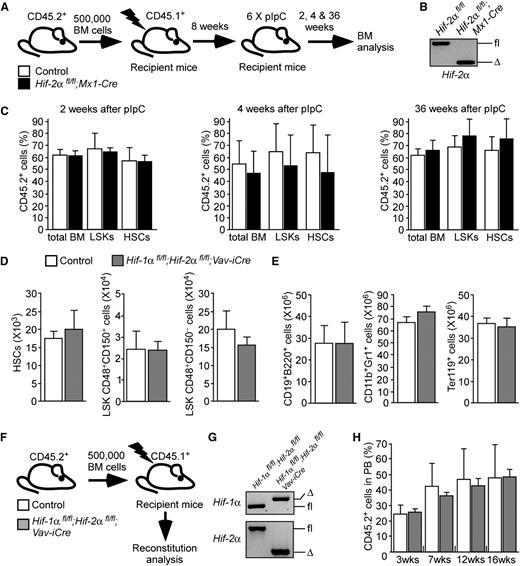 Figure 2. Acute ablation of Hif-2α has no impact on survival and function of HSCs (A) Experimental design. BM cells from untreated Hif-2αfl/fl;Mx1-Cre mice and control mice (without Mx1-Cre) were mixed with CD45.1+ WT competitor BM and transplanted into lethally irradiated recipients. After confirmation of equal multilineage reconstitution 8 weeks after transplantation, the mice were treated with 6 doses of pIpC and were analyzed 2, 4, and 36 weeks after the last pIpC administration. (B) Representative gel showing PCR amplification of genomic DNA from donor-derived CD45.2+ fraction of the PB from the pIpC-treated recipient mice shown. The analysis was performed 2 weeks after the last dose of pIpC. (C) The graphs show the percentage of CD45.2+ donor-derived cells measured in total BM, BM LSK, and HSC compartments of the recipients. Data are mean ± SEM, n = 7 per group per time point. The data are representative of 2 independent experiments. (D) Total numbers of HSCs and primitive progenitor cell populations from 10- to 12-week-old Hif-1αfl/fl;Hif-2αfl/fl;Vav-iCre mice (n = 6) and control mice (Vav-iCre–negative; n = 5). Data are mean ± SEM. (E) Total numbers (per 2 femurs and 2 tibias) of BM B-lymphoid (CD19+B220+), myeloid (CD11b+Gr1+), and erythroid (Ter119+) cells from Hif-1αfl/fl;Hif-2αfl/fl;Vav-iCre mice (n = 4) and control mice (n = 6). Data are mean ± SEM. (F) Experimental design. Lethally irradiated recipients were transplanted with 500 000 CD45.2+ BM mononuclear cells from Hif-1αfl/fl;Hif-2αfl/fl;Vav-iCre mice or control mice (Hif-1αfl/fl;Hif-2αfl/fl without Vav-iCre) together with 500 000 BM mononuclear cells from WT CD45.1+ mice. Gene deletion was confirmed 16 weeks after transplantation (G). Chimerism analysis was performed 3, 7, 12, and 16 weeks after transplantation (H; supplemental Figure 4). (G) Representative gel showing PCR amplification of genomic DNA from CD45.2+ fraction of the BM from recipient mice transplanted with Hif-1αfl/fl;Hif-2αfl/fl;Vav-iCre cells and control cells. Samples were taken 16 weeks after transplantation. (H) PB chimerism in recipients of control cells and Hif-1α/Hif-2α–deficient BM cells. Data are mean ± SEM (n = 3-5 per group). Representative data of 3 independent transplantation experiments are shown. Δ, excised allele; fl, undeleted conditional allele; WT, wild-type allele.