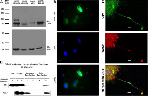 Figure 1. CIP4 localizes with WASP and the actin cytoskeleton network in MKs and platelets. (A) CIP4 is present in megakaryocytic cells. Western blotting of human or murine platelets, murine megakaryocytes, or human megakaryocyte cell line CHRF-288-11 demonstrated the presence of CIP4 at the expected 70 to 80 kD size. A weaker 100 kD band is of unknown nature. (B) CIP4-GFP localizes throughout the cytoplasm and at the plasma membrane. Human CIP4 tagged with GFP was expressed in CHRF-288-11 cells treated with PMA using the Amaxa Nucleofector II. Images were taken with a Leica DM 4000B microscope and analyzed by LAS (Leica Application Suite) software (Leica, Wetzlar, Germany). (Objective 100×/numerical aperture 1.3, scale bar = 10 um). (C) CIP4 and WASP colocalize in cultured WT megakaryocytes. Confocal microscopy with using a Nikon Eclipse C1Si confocal microscope (objective 40×/numerical aperture 1) and EZ-C1 software (Nikon, Tokyo, Japan) showed the distribution of CIP4 (Alexa-488) or WASP (Alexa-594). When merged, colocalization occurred in both cytoplasm and proplatelets. Upper image: anti-CIP4 staining (secondary antibody conjugated with Alexa-488) Middle image: anti-WASP staining (secondary antibody conjugated with Alexa-594). Lower image: merge and 4′,6 diamidino-2-phenylindole. (objective 40×/numerical aperture 1, scale bar = 10 um). (D) CIP4 localization to actin cytoskeletal network in platelets. Platelets were activated with thrombin and lysed in 1% Triton X-100. The Triton insoluble fraction was resuspended in RIPA detergent buffer, centrifuged, and the actin cytoskeleton was collected. The Triton X-100 soluble fraction was centrifuged, and the pellet was resuspended in RIPA, centrifuged, and membrane cytoskeleton was collected from the supernatant. Western blot was performed with antibodies directed against either WASP or CIP4, which are found in the cytosol in platelets and translocates from the membrane cytoskeleton to the actin cytoskeleton. WCL, whole cell lysates.