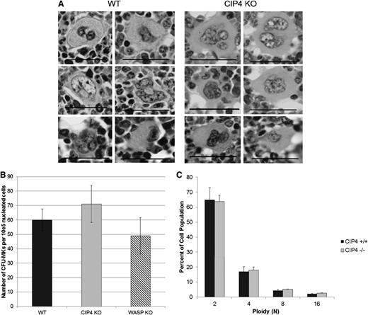 Figure 2. Histologic morphology, colony growth, and ploidy of CIP4-null MKs do not differ from WT MKs. (A) Histologic studies of MKs in CIP4 KO vs WT mice. Bone marrow sections were stained with hematoxylin and eosin. There were no consistent morphologic differences between MKs from either CIP-null mice or their WT littermates. Photographs were obtained by an Olympus model BX50 with Olympus model DP71 camera and bundled software (Olympus, Tokyo, Japan). Images shown are 1000×; numerical aperture of the objective 1.25. Bars represent 50. (B) CFU-MK assay. Harvested bone marrow cells were cultured for 6 days in collagen-MegaCult medium with TPO 50 ng/mL and IL3 10 ng/mL. At day 6, colonies were stained and counted. No effect of CIP4 deficiency on CFU-MK was seen. Data are shown as the average ± standard error of the mean from 3 to 8 independent experiments. (C) Distribution of ploidy in CD41+ megakaryocytes from WT and CIP4-null mice. Bone marrow cells harvested from femurs were stained with propidium iodine for DNA content and CD41 for megakaryocyte identity, and no difference was found. The cells were then analyzed using Becton-Dickinson flow cytometer LSRII and FlowJo 7.6 software (Tree Star Inc.). A minimum of 3 mice were analyzed per group.