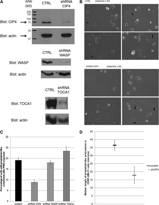 Figure 4. Impaired proplatelet formation in CIP4-deficient human megakaryocytic cell line. (A) Decreased protein expression of CIP4 and WASP after shRNA transduction of the CHRF-288-11 cells. Western blot demonstrated successful knockdown by lentiviral mediated shRNAs of CIP4 (79% reduction compared with control) or WASP (90% reduction compared with control) or TOCA1 (74% reduction compared with control). Control cells were treated with a lentiviral-mediated nontargeting shRNA sequence. (B) Morphologic changes of decreased proplatelet protrusion (arrows) and rounding up in CIP4-deficient CHRF-288-11 cells. CHRF-288-11 cells, transduced by control shRNA (upper 2 rows) were compared with CHRF-288-11 cells with CIP4 knockdown (lower 2 rows). Pictures were taken on a Nikon Biostation (objective ×20/numerical aperture 0.80; bars represents 10 um, Nikon, Tokyo, Japan) and using the Biostation IM system and dedicated software (Nikon, Tokyo, Japan). (C) Decreased proplatelet-like extensions in CHRF-288-11 cells deficient in CIP4. CHRF-288-11 cells with shRNA-CIP4 knockdown or shRNA-WASP knockdown vs control cells with nontargeting shRNA sequence were exposed to PMA at 10 ng/mL overnight. The percentage of cells with proplatelet-like extensions megakaryocytes is reported after scoring 300 cells. Compared with the control, the percentage was decreased with shRNA CIP4 (P = .04) but not for cells with shRNA WASP (P = .10; t test) nor with TOCA1 (P = .54). The data are shown as the average ± standard error of the mean from 3 independent experiments. (D) Decreased median length of proplatelet-like extensions in CIP4-deficient CHRF-288-11 cells. Protrusions were measures in at least 25 cells per condition using NeuronJ. The median length of protrusions was decreased in CHRF-288-11 cells with shRNA knockdown compared with control (P = .049; t test). Reported is average ± standard error of the mean from 3 independent experiments.