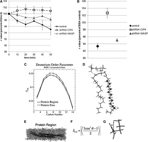 Figure 6. Loss of CIP4 affects membrane fluidity. (A) Decreased membrane fluidity in CIP4-deficient cells by fluorescence anisotropy study with PMA treatment. Fluorescent anisotropy values (r) are in response to stimulation by PMA. Results are given as percentage of time zero values. A lower r value means higher membrane fluidity. Cells with CIP4 knockdown have impaired response in terms of plasma membrane fluidity, when compared with control cells (P < .05 when comparing control and shRNA CIP4 cells for 20, 40, and 50 minutes). (B) Decreased membrane fluidity in cells deficient for CIP4 treated with fibronectin. Fluorescent anisotropy value was in response to integrin stimulation by fibronectin. Results are percentage of control (BSA coating) conditions. After labeling, CHRF cells were incubated on a fibronectin- or BSA-coated plate for 2 hours. CIP4 knockdown cells display decreased membrane fluidity compared with control. (P = .002 for shCIP4 compared, P = .10 for shRNA WASP). (C-G). Simulated NMR deuterium order parameters calculations confirm decreased fluidity in the presence of CIP4 protein. The deuterium order parameters, Scd, were plotted (C) for each carbon in the unsaturated POPC acyl chain (D) and show a 2.34 ± 0.02% decrease between the lipids near the protein (E) and the protein-free system. The order parameter is a function of the angle formed by a carbon-deuterium bond on the lipid acyl chain and the vector perpendicular to the membrane surface (F-G) and a decrease in order parameter is associated with an increase in disorder of the acyl chain.