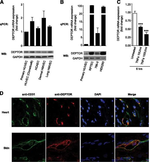 Figure 1. DEPTOR expression in human vascular ECs. (A) DEPTOR expression was analyzed at the mRNA level by quantitative PCR (qPCR) and at the protein level by western blot analysis in primary cultures of HUVECs, commercially available HUVECs, human coronary artery ECs, and dermal and lung human microvascular ECs (HMVECs). Illustrated is the mean fold change in mRNA expression ± standard error of the mean (SEM) from 3 independent experiments. (B) qPCR and western blot analysis of DEPTOR expression in HUVECs compared with renal proximal tubule epithelial cells (RPTECs), renal cancer 786-0 cells, and human embryonic kidney HEK293 cells. Representative of 3 experiments. (C) HUVECs were treated with TNFα (10 or 100 U/mL) for 6 hours, and DEPTOR mRNA expression was subsequently analyzed by qPCR. The bar graph represents the mean fold change in DEPTOR mRNA expression (±SEM) in 5 independent experiments (***P < .001). (D) Human cardiac tissue (atrium) and skin were evaluated by double immunofluorescence for the expression of DEPTOR or endothelial-specific CD31, as indicated. Illustrated are representative confocal images where DEPTOR (red) was found to colocalize with ECs (green) in each tissue. The yellow staining in the merged image is representative of colocalization.
